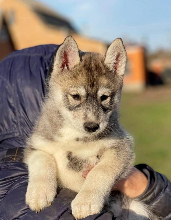 Naomi Siberian Husky Naomi Siberian Husky