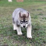 Naomi-female-Siberian-husky-puppy-for-sale-4