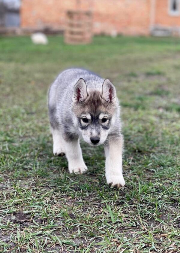 Naomi Siberian Husky Naomi Siberian Husky