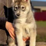 Naomi-female-Siberian-husky-puppy-for-sale-5