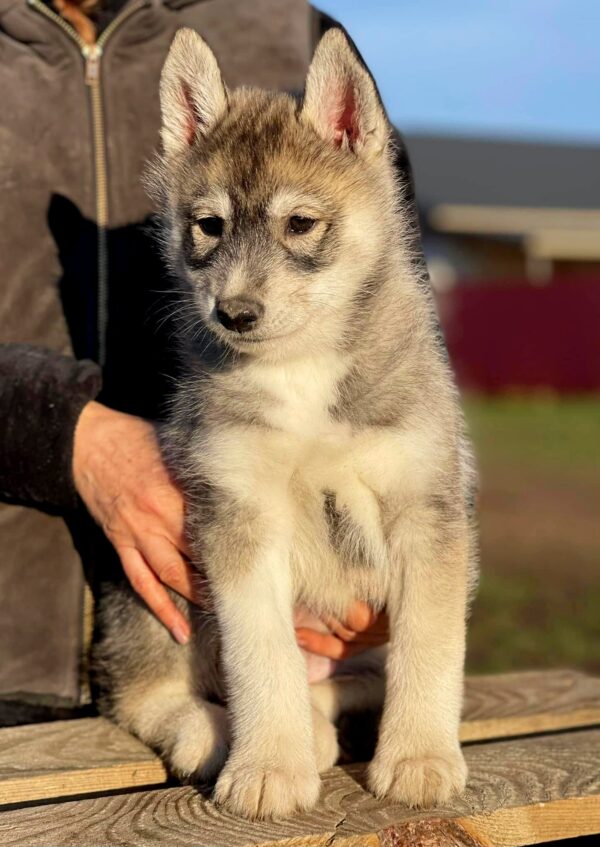 Naomi Siberian Husky Naomi Siberian Husky