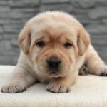 Naos-male-Labrador-puppy-for-sale-2