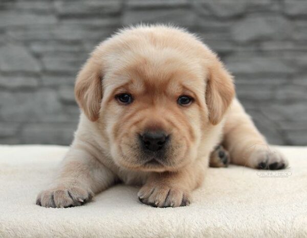 Naos Labrador Retriever Naos Labrador Retriever