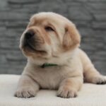 Naos-male-Labrador-puppy-for-sale-3