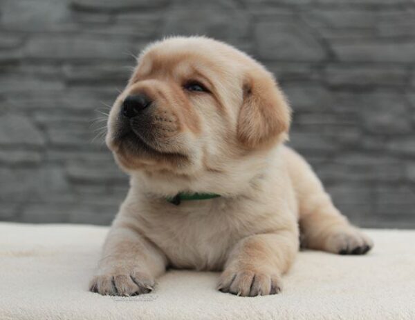 Naos Labrador Retriever Naos Labrador Retriever