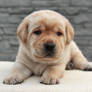 Naos Labrador Retriever