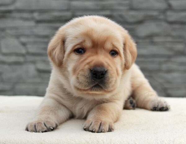 Naos Labrador Retriever Naos Labrador Retriever