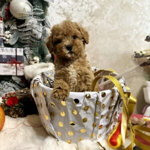 Narsis Maltipoo Narsis Maltipoo