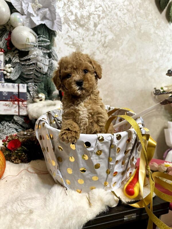 Narsis Maltipoo Narsis Maltipoo