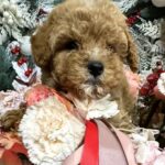 Narsis-male-Maltipoo-puppy-for-sale-2