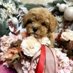 Narsis-male-Maltipoo-puppy-for-sale-3