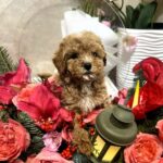 Narsis-male-Maltipoo-puppy-for-sale-4