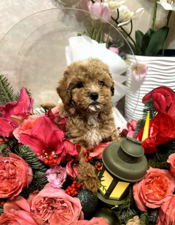 Narsis Maltipoo Narsis Maltipoo