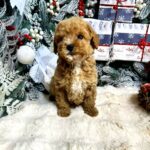 Narsis-male-Maltipoo-puppy-for-sale-5
