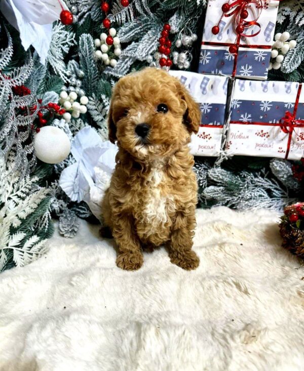 Narsis Maltipoo Narsis Maltipoo