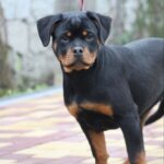 Nasoloda-female-Rottweiler-puppy-for-sale-1
