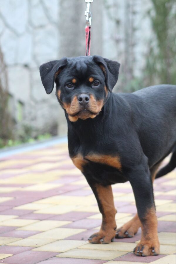 Nasoloda Rottweiler Nasoloda Rottweiler