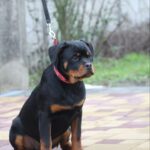 Nasoloda-female-Rottweiler-puppy-for-sale-2
