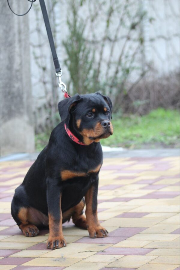 Nasoloda Rottweiler Nasoloda Rottweiler