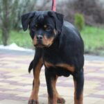 Nasoloda-female-Rottweiler-puppy-for-sale-3