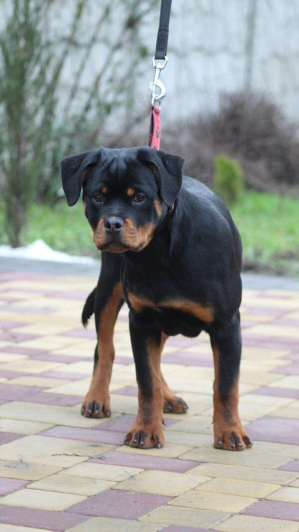 Nasoloda Rottweiler Nasoloda Rottweiler