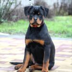 Nasoloda-female-Rottweiler-puppy-for-sale-4
