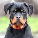 Nasoloda-female-Rottweiler-puppy-for-sale-5