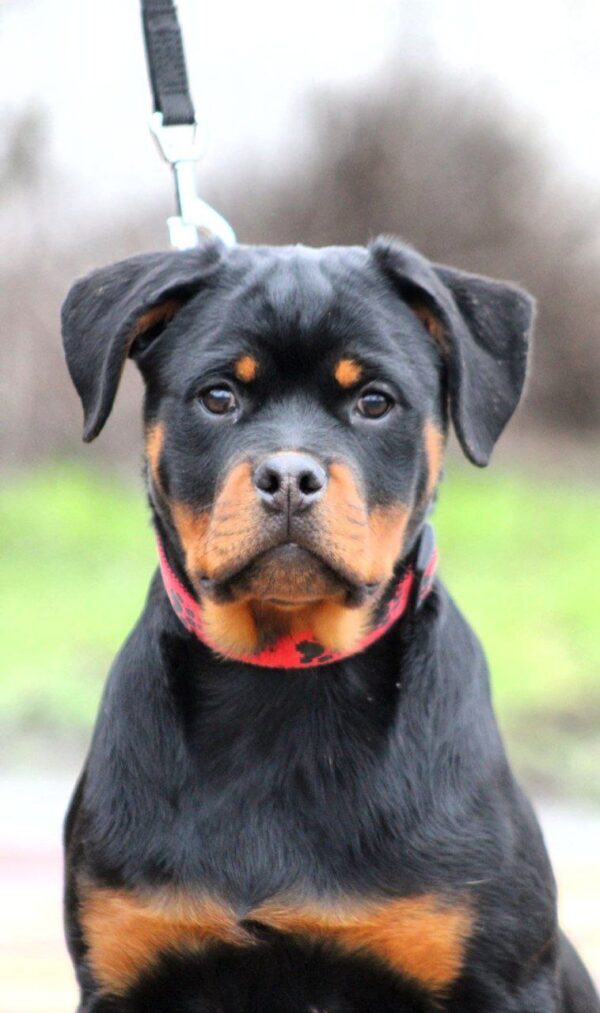 Nasoloda Rottweiler Nasoloda Rottweiler