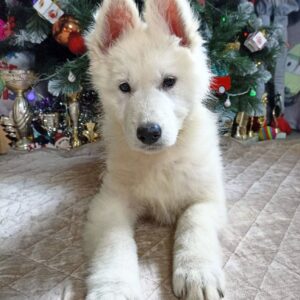 Nazima White Swiss Shepherd Nazima White Swiss Shepherd