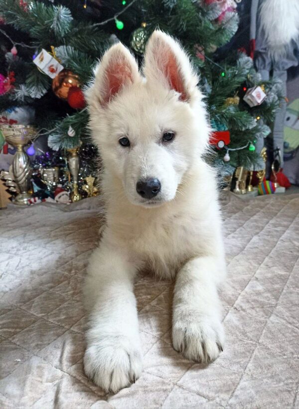 Nazima White Swiss Shepherd Nazima White Swiss Shepherd