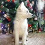 Nazima-female-White-Swiss-Shepherd-puppy-for-sale-2