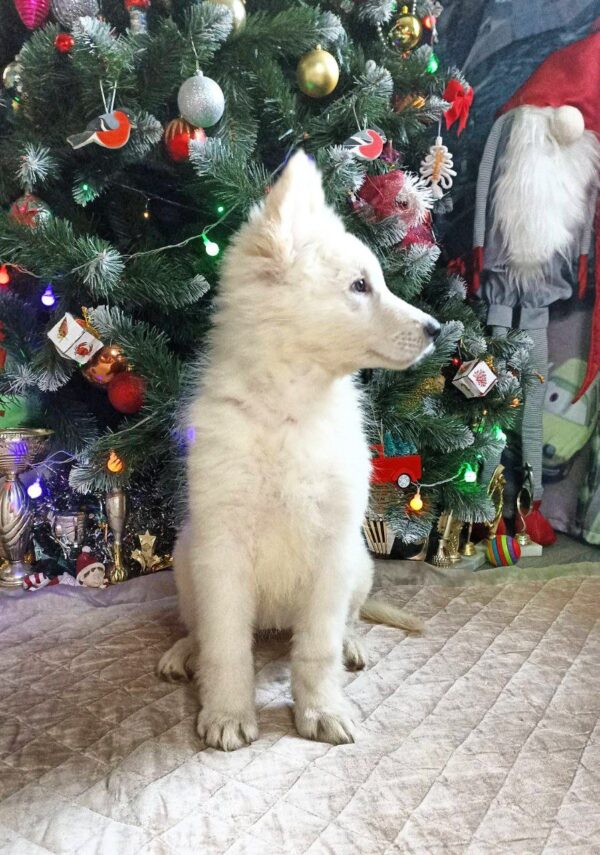 Nazima White Swiss Shepherd Nazima White Swiss Shepherd