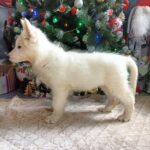 Nazima-female-White-Swiss-Shepherd-puppy-for-sale-3