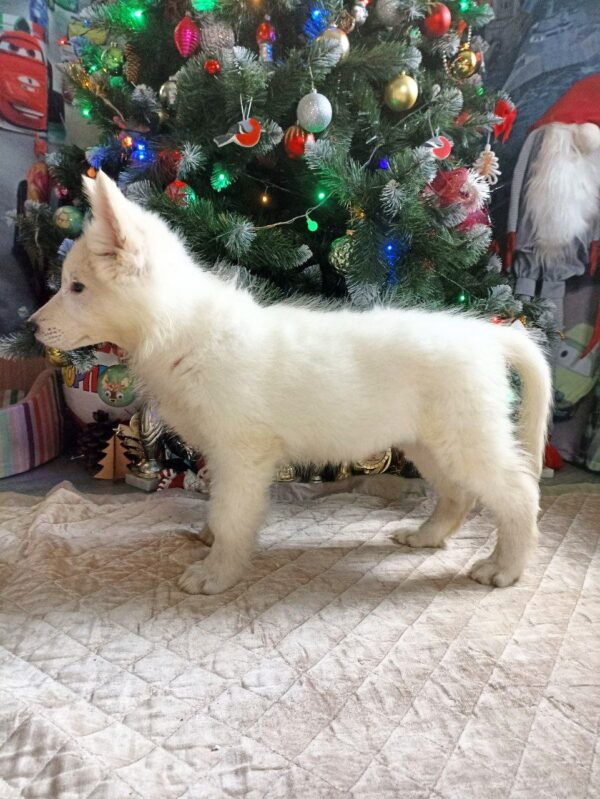 Nazima White Swiss Shepherd Nazima White Swiss Shepherd