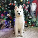 Nazima-female-White-Swiss-Shepherd-puppy-for-sale-4