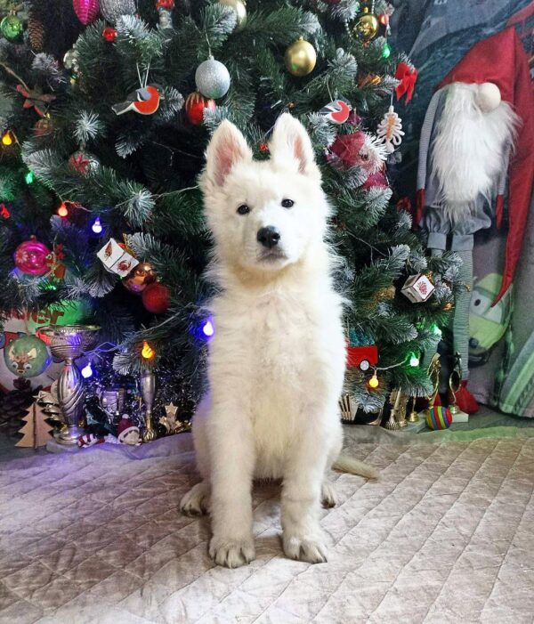 Nazima White Swiss Shepherd Nazima White Swiss Shepherd