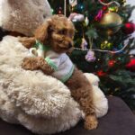 Nea-female-Maltipoo-puppy-for-sale-1.jpg