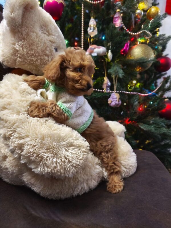 Nea Maltipoo Nea Maltipoo