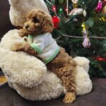 Nea-female-Maltipoo-puppy-for-sale-2