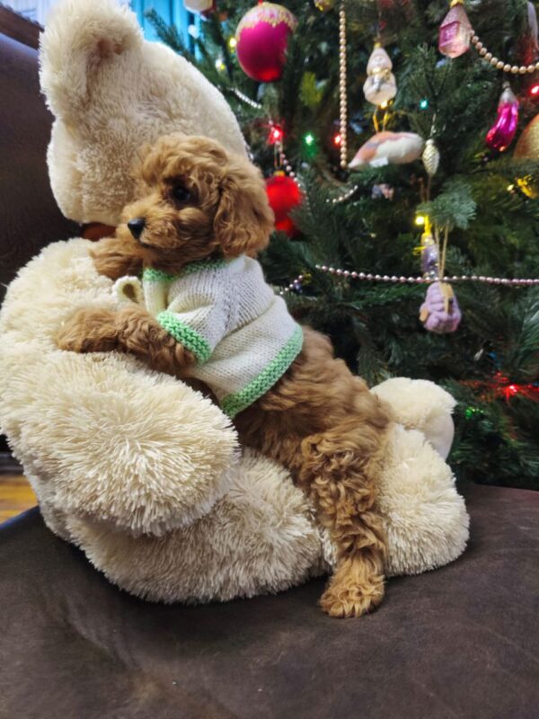 Nea Maltipoo Nea Maltipoo