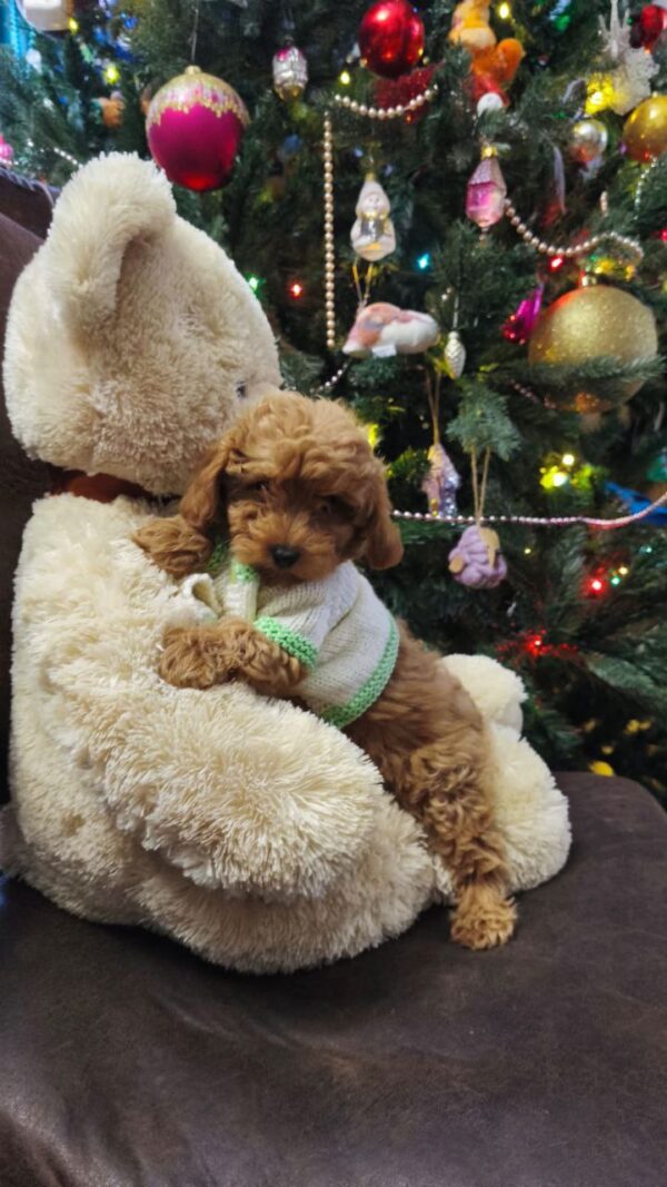 Nea Maltipoo Nea Maltipoo