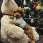 Nea-female-Maltipoo-puppy-for-sale-4