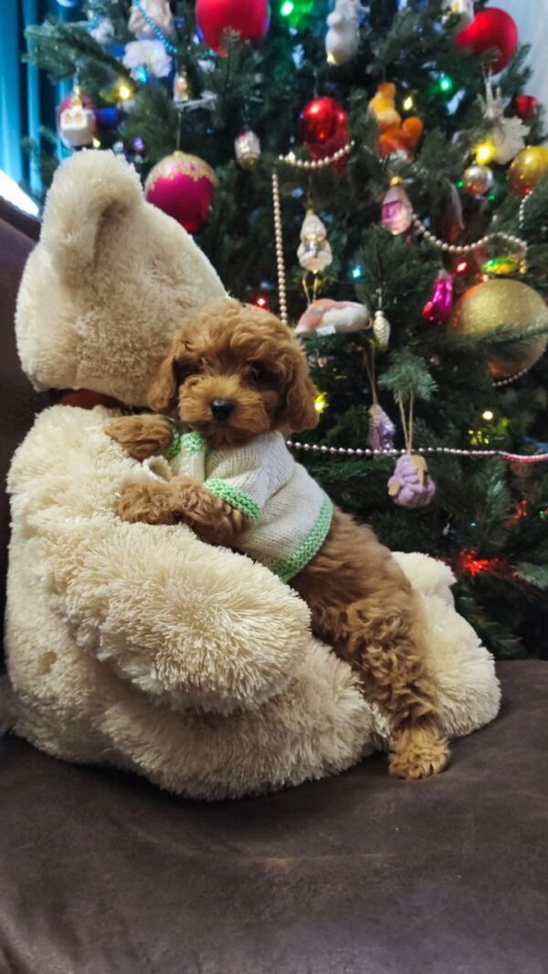 Nea Maltipoo Nea Maltipoo