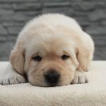 Neo-male-Labrador-puppy-for-sale-1