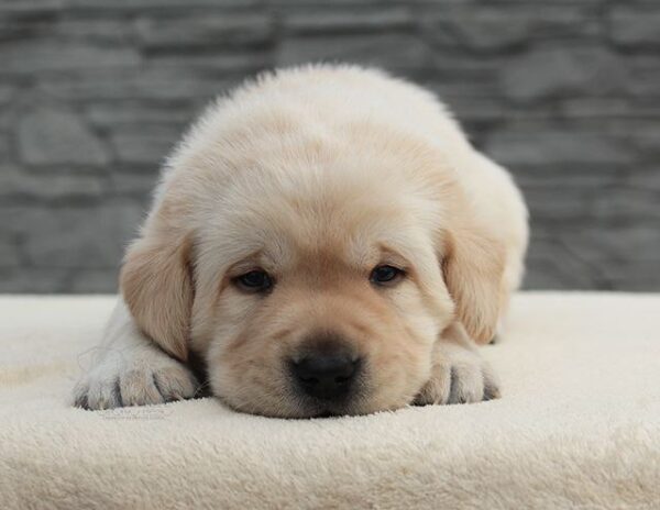 Neo Labrador Retriever Neo Labrador Retriever