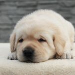 Neo-male-Labrador-puppy-for-sale-2
