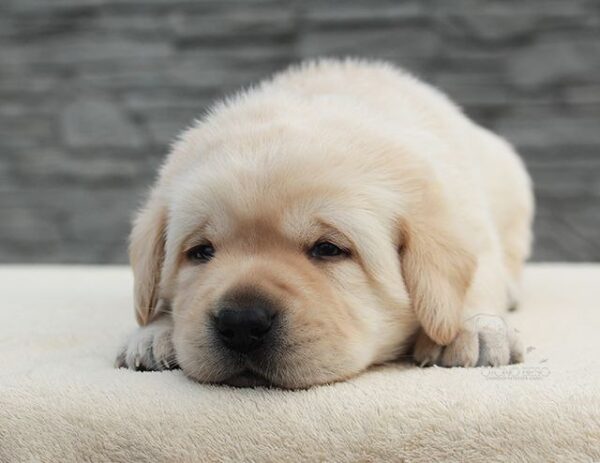 Neo Labrador Retriever Neo Labrador Retriever