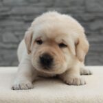 Neo-male-Labrador-puppy-for-sale-3