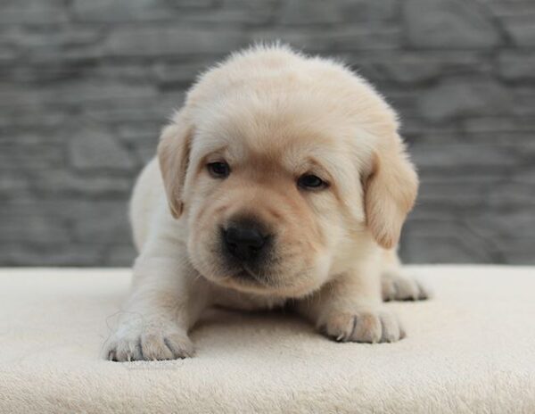 Neo Labrador Retriever Neo Labrador Retriever