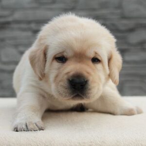 Neo Labrador Retriever